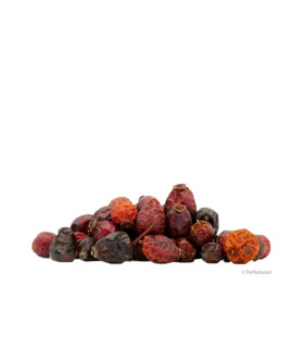 Fruits entiers d'églantier