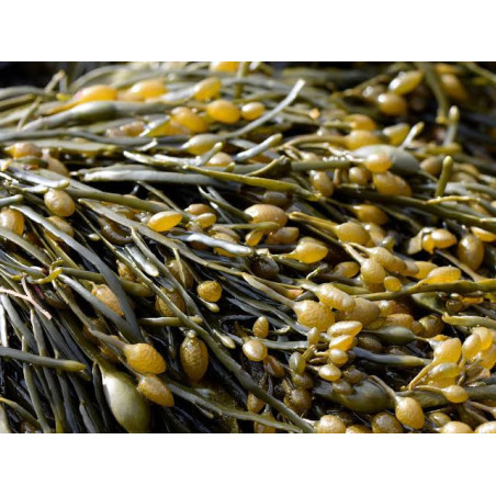 100 g de poudre d'algue marine: Ascophyllum nodosum